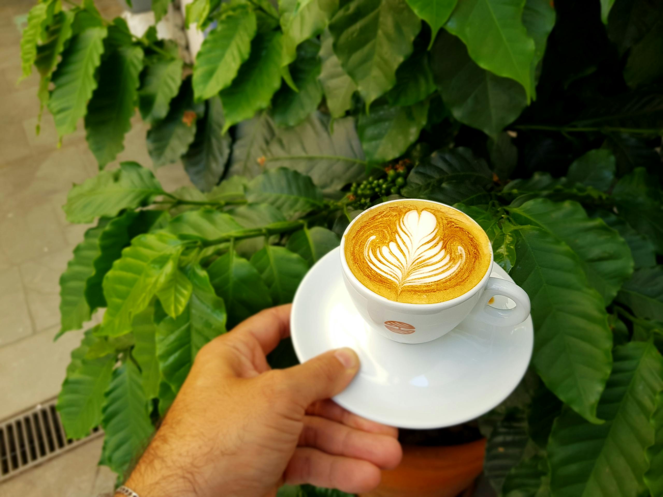 A hand holds a cappuccino with latte art against lush green coffee plant leaves.