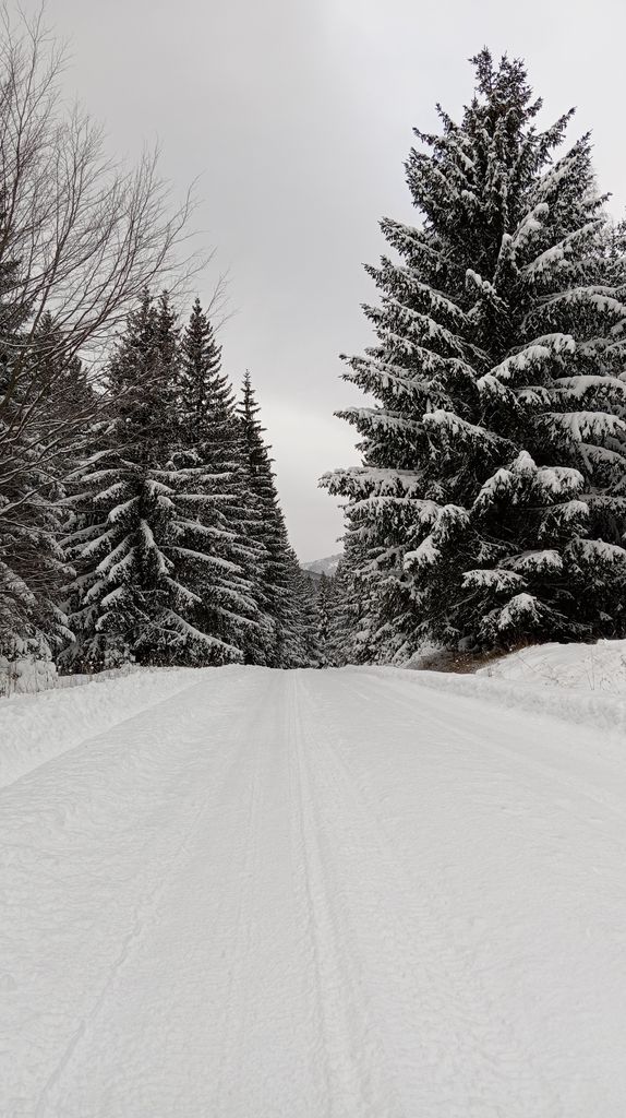 A serene winter road through a snow-covered forest with towering conifer trees.