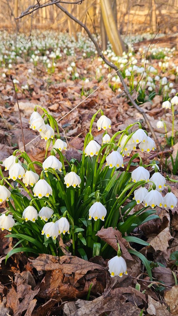 Blooming Leucojum vernum flowers amidst fallen leaves in a forest during spring.