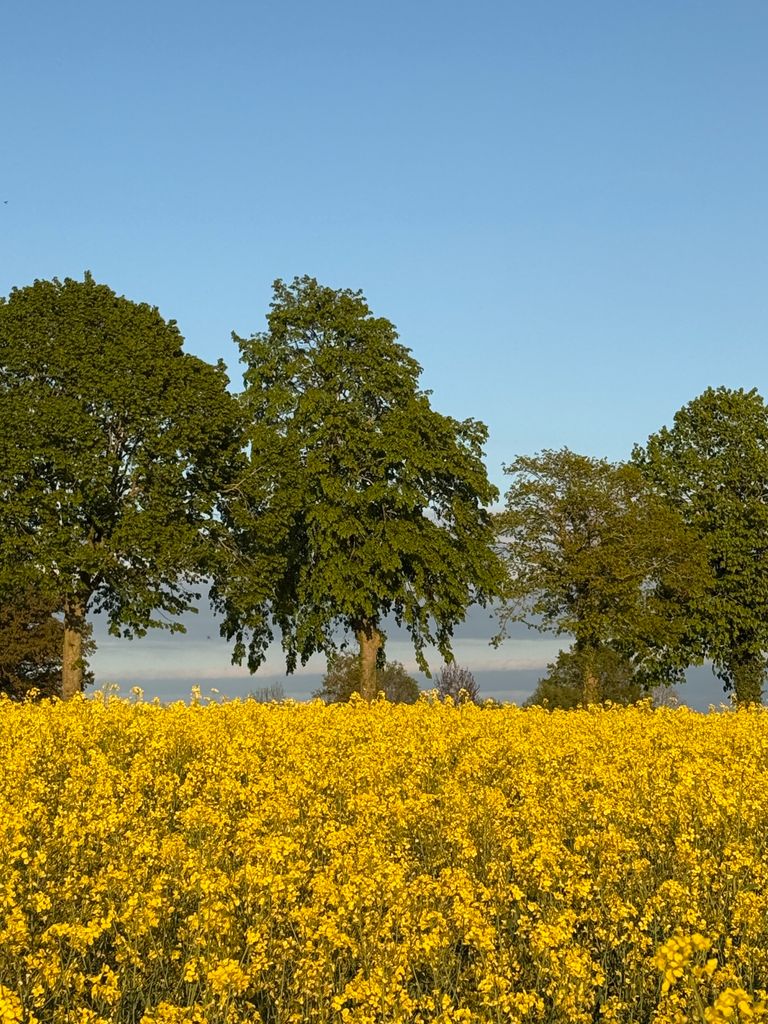 Vibrant rapeseed field with trees in the background under a clear blue sky in spring.
