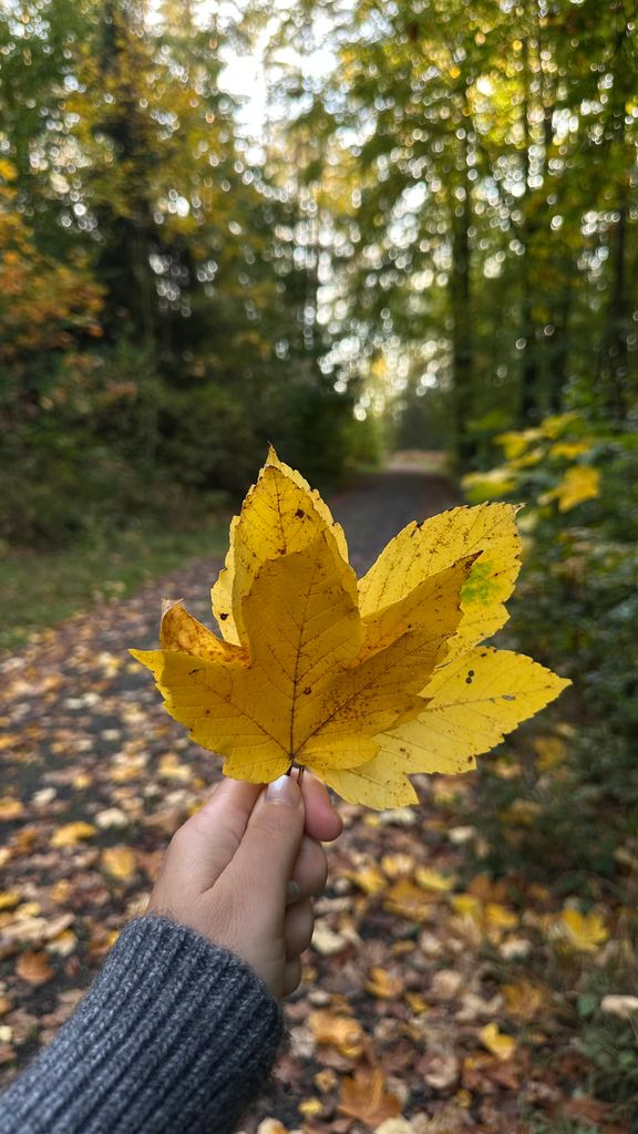Close-up of a yellow maple leaf held against a vivid autumn forest backdrop, showcasing fall colors.